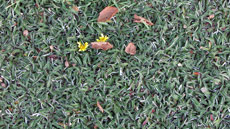 Ground Cover