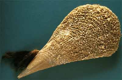 Byssus filaments